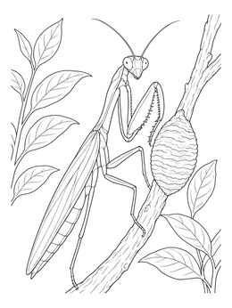 Free printable Praying Mantis Beside Egg Case coloring page