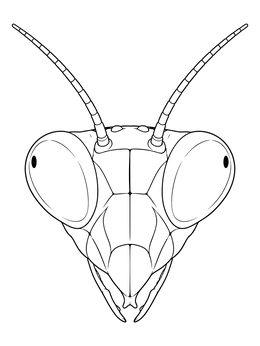 Free printable Detailed Praying Mantis Face Portrait coloring page