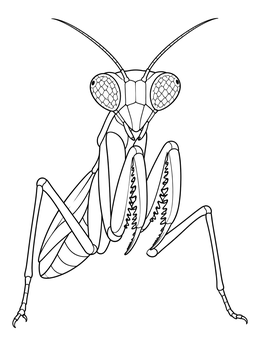 Free printable Front View Praying Mantis Portrait coloring page