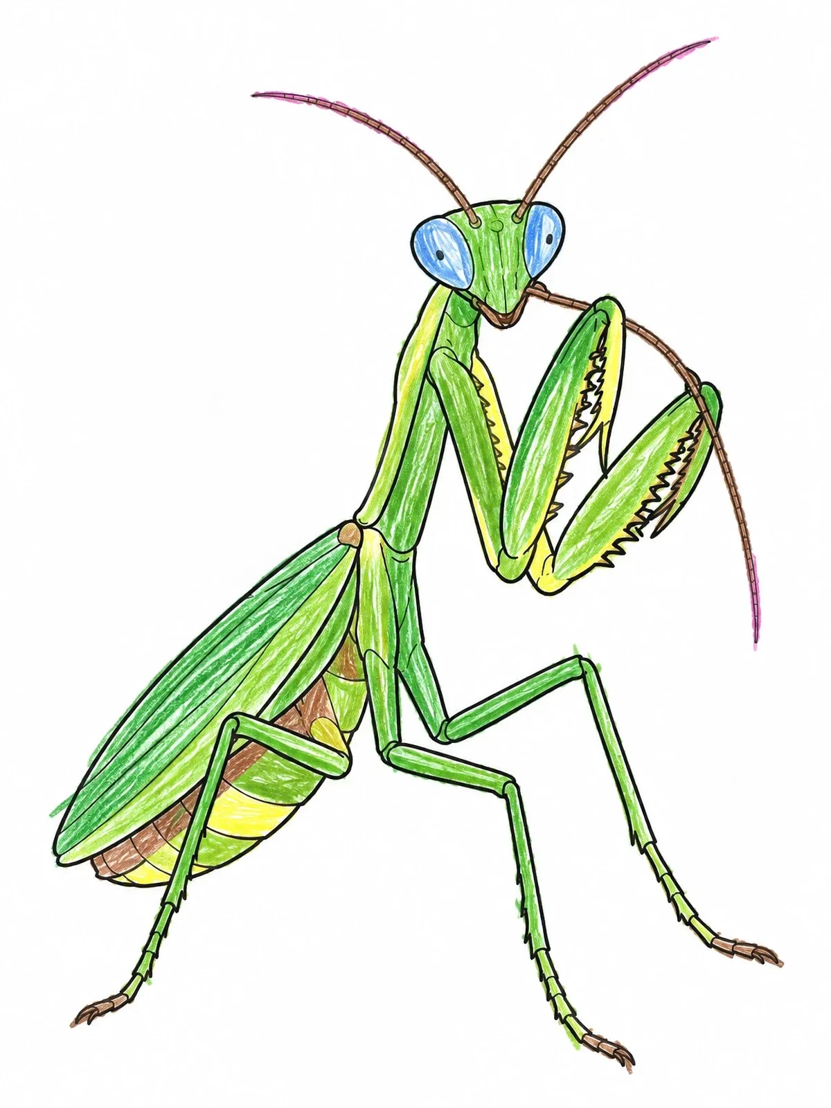 Colored example of the Praying Mantis Grooming Its Antenna coloring page