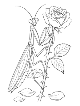 Free printable Praying Mantis On A Blooming Rose coloring page