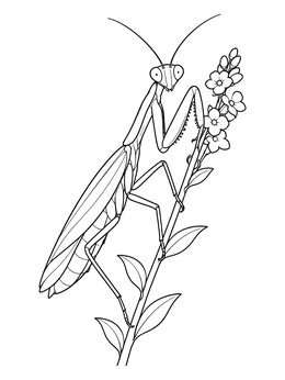 Free printable Praying Mantis On A Flower Stem coloring page