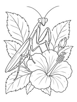 Free printable Praying Mantis On Hibiscus Bloom coloring page