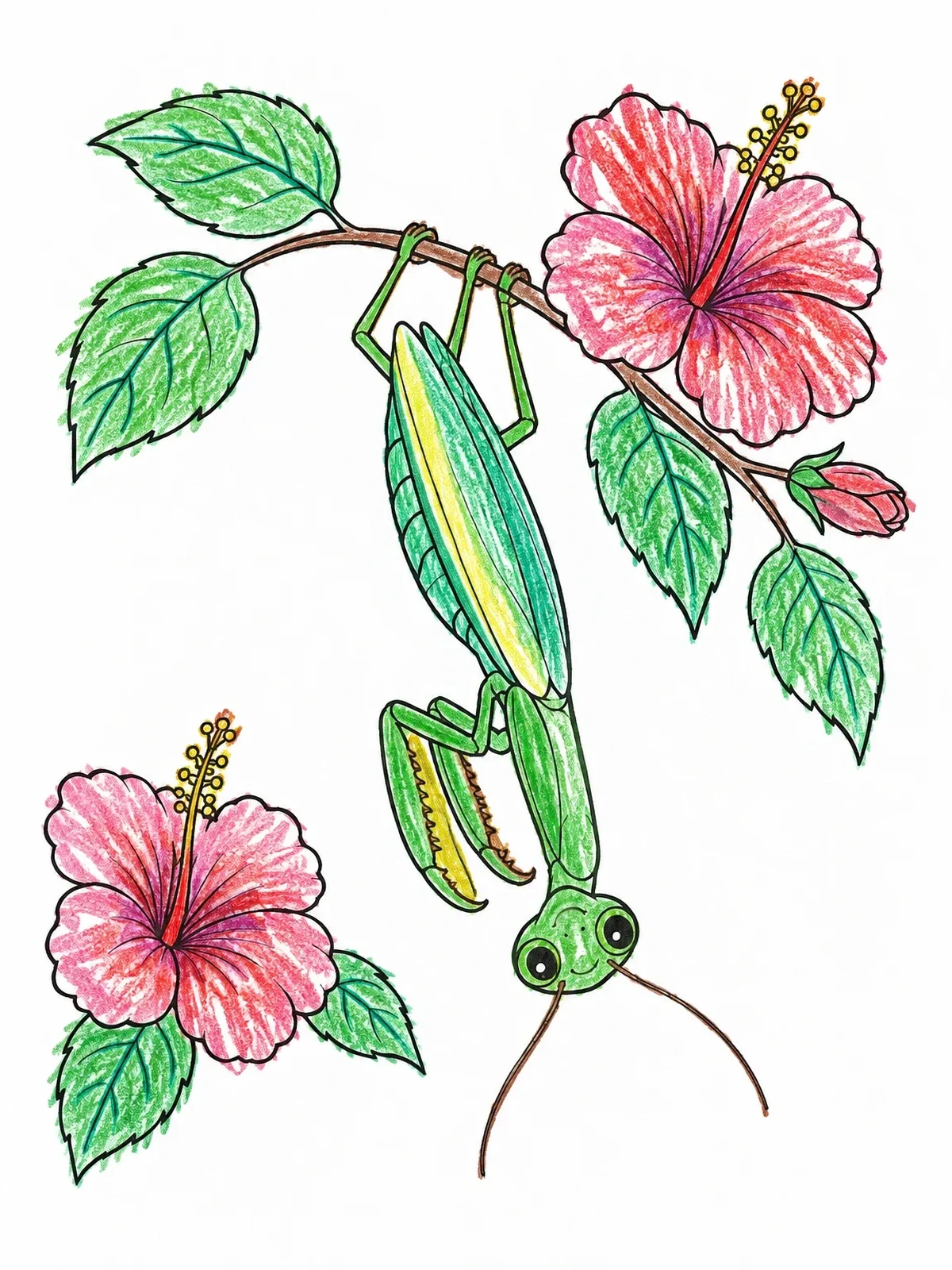 Colored example of the Praying Mantis On Hibiscus Branch coloring page
