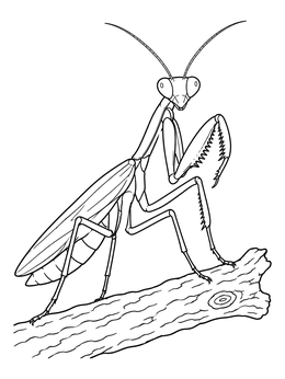 Free printable Praying Mantis Perched On Branch coloring page