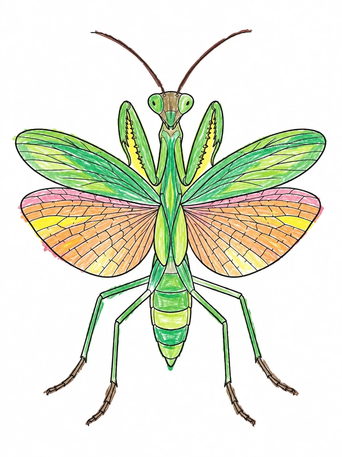 Colored example of the Praying Mantis With Open Wings coloring page