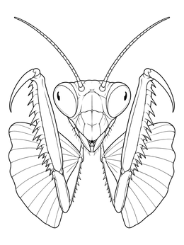Free printable Praying Mantis In Threat Display coloring page