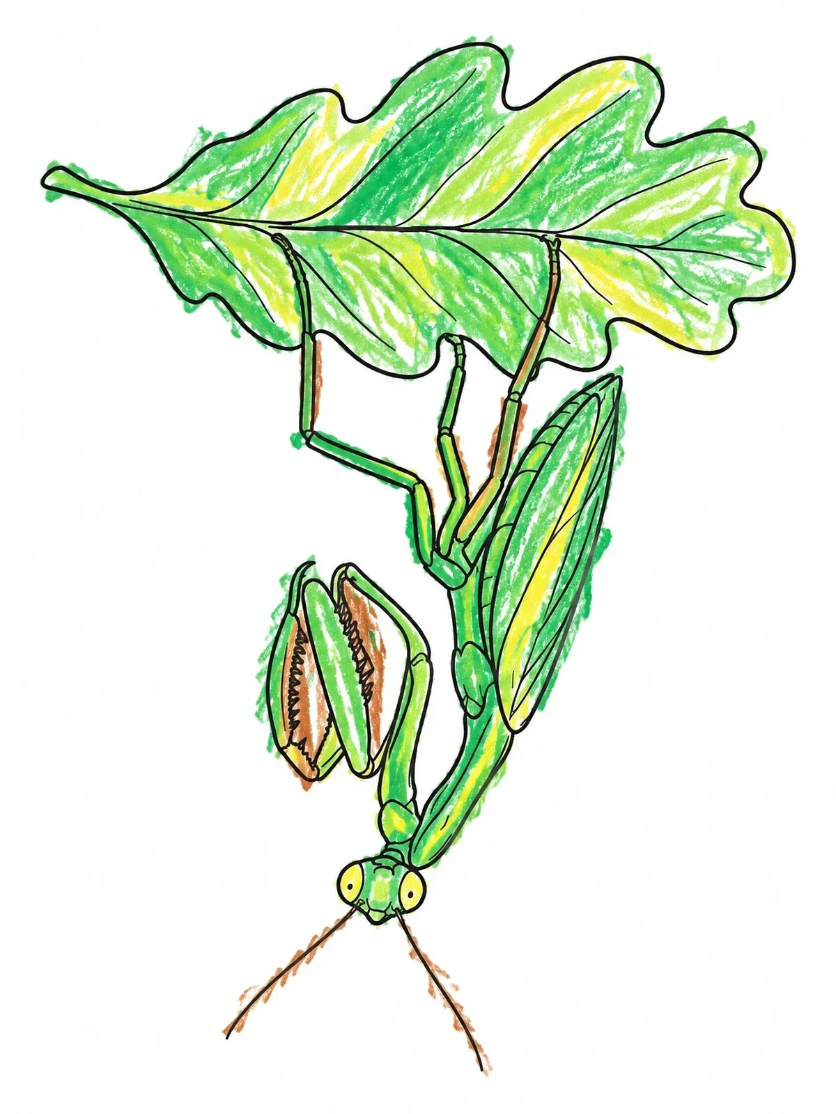 Colored example of the Praying Mantis Under Oak Leaf coloring page