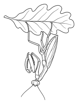 Free printable Praying Mantis Under Oak Leaf coloring page