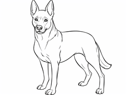 Expressive Belgian Malinois Coloring - Coloring Page