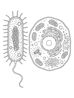 A detailed biological cell coloring page comparing a bacterium with an animal eukaryotic cell.