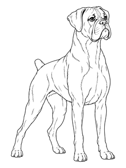 A realistic boxer dog coloring page showing a muscular dog standing upright with head held high.