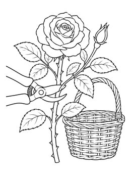 Garden shears pruning a fresh rose stem next to a wicker basket in this rose coloring page.
