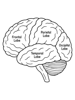 Educational psychology coloring page showing a labeled side view diagram of the human brain lobes.