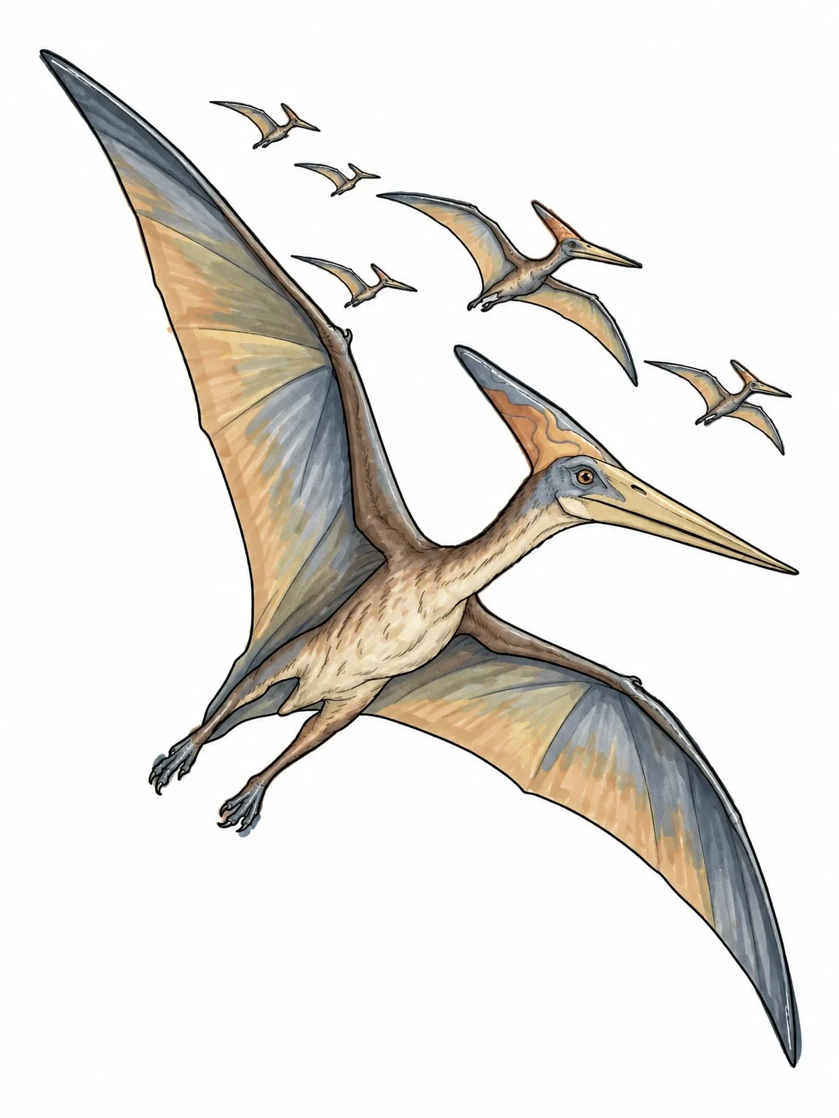 Colored example of the Pteranodon Flock Soaring In Sky coloring page