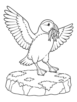 Free printable Puffin Landing On A Flat Rock coloring page