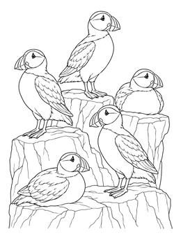 Free printable Puffins Resting On Coastal Cliff coloring page