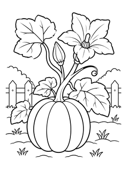 A pumpkin coloring page showing a round pumpkin on the vine with a large blossom.