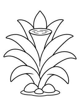 A simple rainforest coloring page of a tropical bromeliad plant with wide leaves.