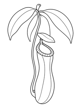 A carnivorous pitcher plant hangs from its stem in this rainforest coloring page.