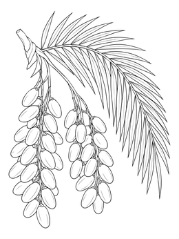 Clusters of dates hanging from a palm leaf in this ramadan coloring page.