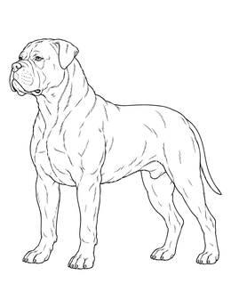 A muscular dog stands proudly in this detailed american bulldog coloring page.