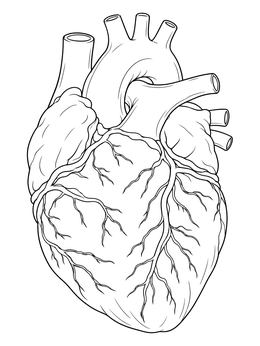 Detailed human heart coloring page showing coronary blood vessels and aorta chambers.