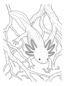 An axolotl coloring page showing the amphibian hunting worms among underwater roots.
