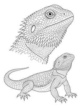 A realistic bearded dragon coloring page featuring a detailed head study alongside the full lizard.