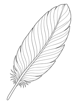 A realistic bird feather coloring page featuring clear vanes and fine barbs.