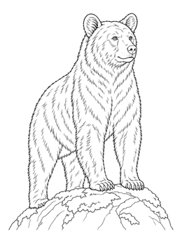 A detailed black bear coloring page showing the majestic animal standing proudly on a mossy rock.