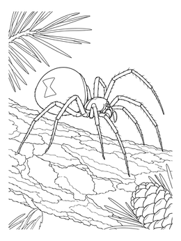 Detailed black widow spider coloring page showing the arachnid crawling along textured pine bark.