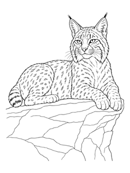 A detailed bobcat coloring page featuring an alert wildcat resting atop a high cliff ledge.