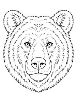 A detailed brown bear coloring page featuring a front-facing head portrait.