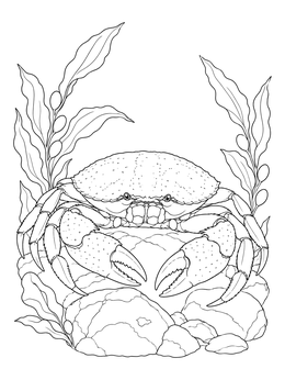 A realistic crab coloring page surrounded by kelp fronds on sea rocks.