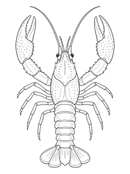 A detailed crawfish coloring page displaying claws, legs, and a segmented tail.