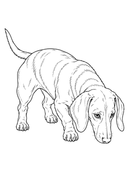 A realistic dachshund coloring page showing the dog sniffing low to the ground.