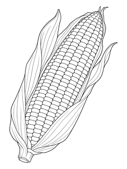 Detailed corn coloring page showing an ear of sweet corn with open husks and neat rows of kernels.