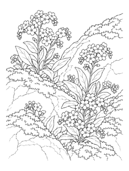 A realistic flowers coloring page featuring delicate forget-me-nots blooming among rocky crevices.