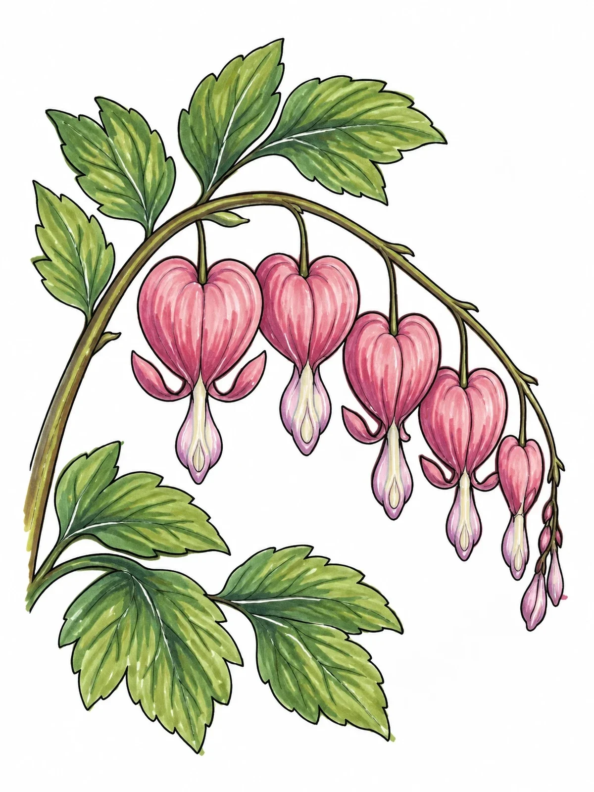 Colored example of the Blooming Bleeding Heart Branch coloring page