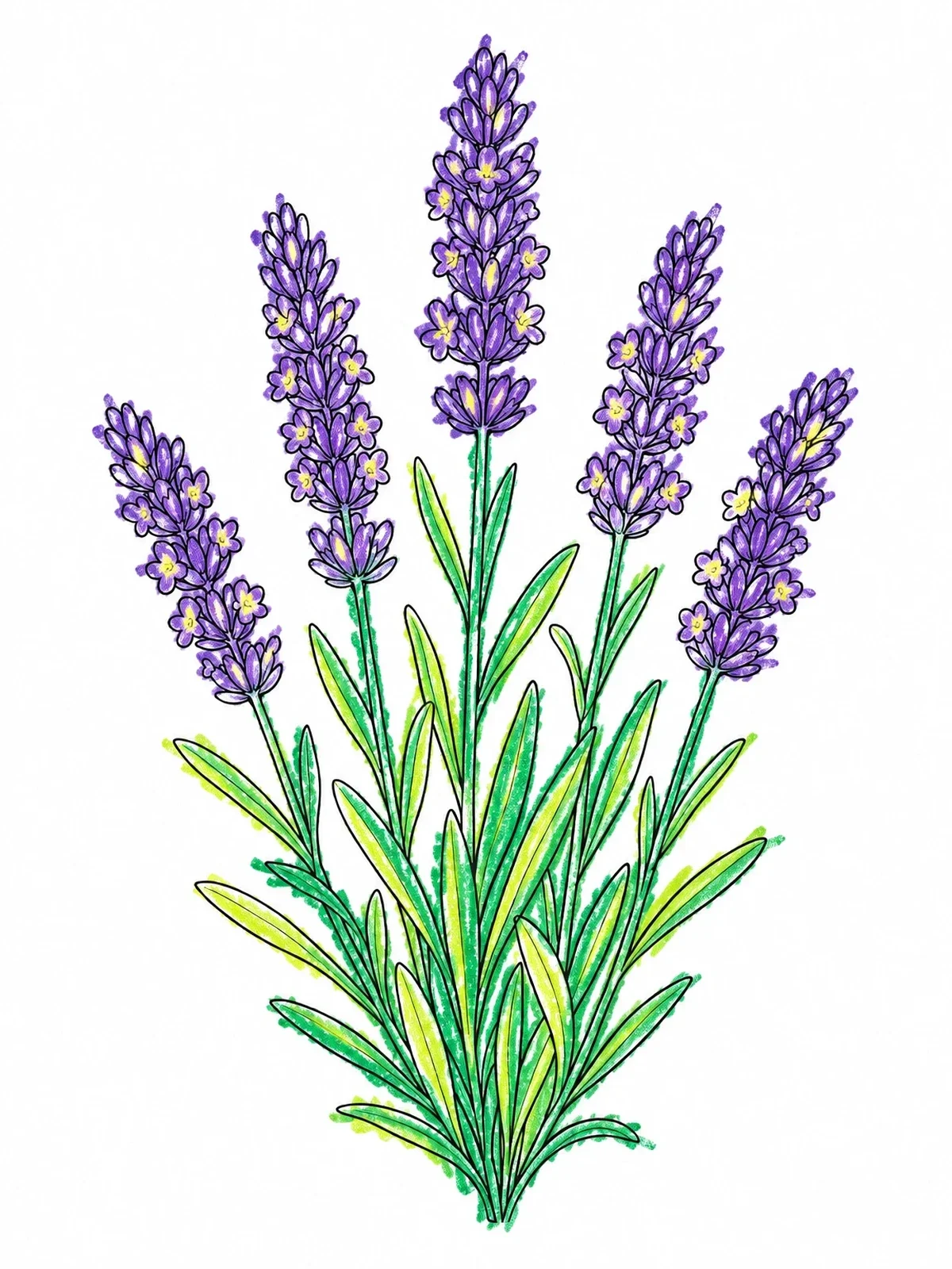 Colored example of the Blooming Lavender Stems Bouquet coloring page