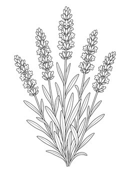 Free printable Blooming Lavender Stems Bouquet coloring page