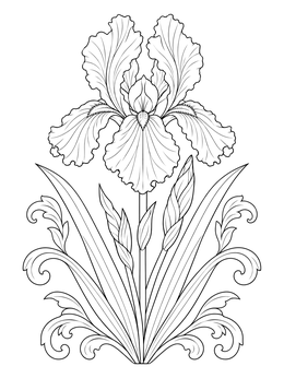 An elegant bearded iris bloom on a realistic flowers coloring page.