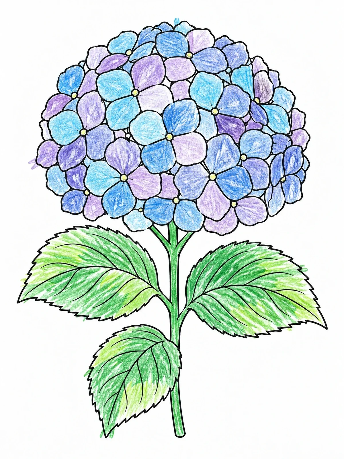 Colored example of the Detailed Hydrangea Bloom And Leaves coloring page