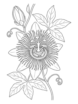 Free printable Detailed Passionflower Vine In Bloom coloring page