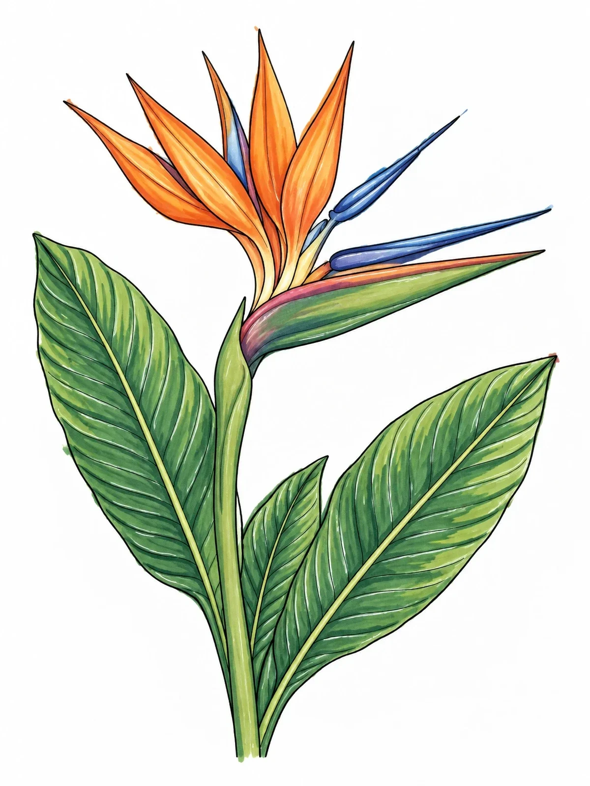 Colored example of the Exotic Bird Of Paradise Blossom coloring page
