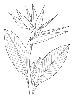 Free printable Exotic Bird Of Paradise Blossom coloring page