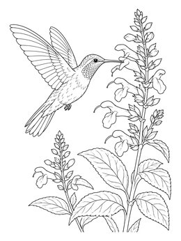 Free printable Hummingbird And Blooming Salvia Flowers coloring page