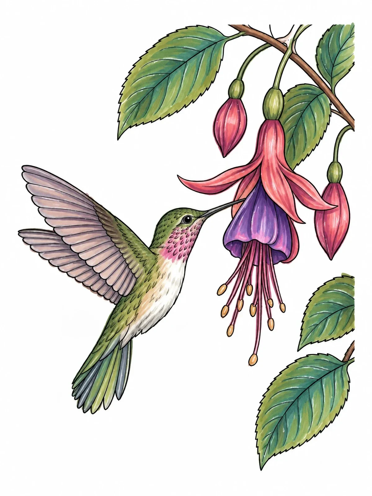Colored example of the Hummingbird And Fuchsia Blossom coloring page