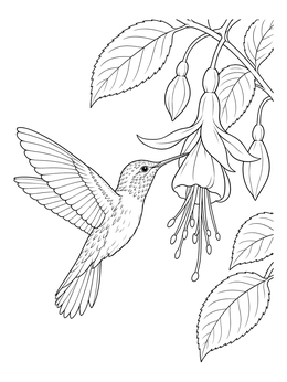 Free printable Hummingbird And Fuchsia Blossom coloring page